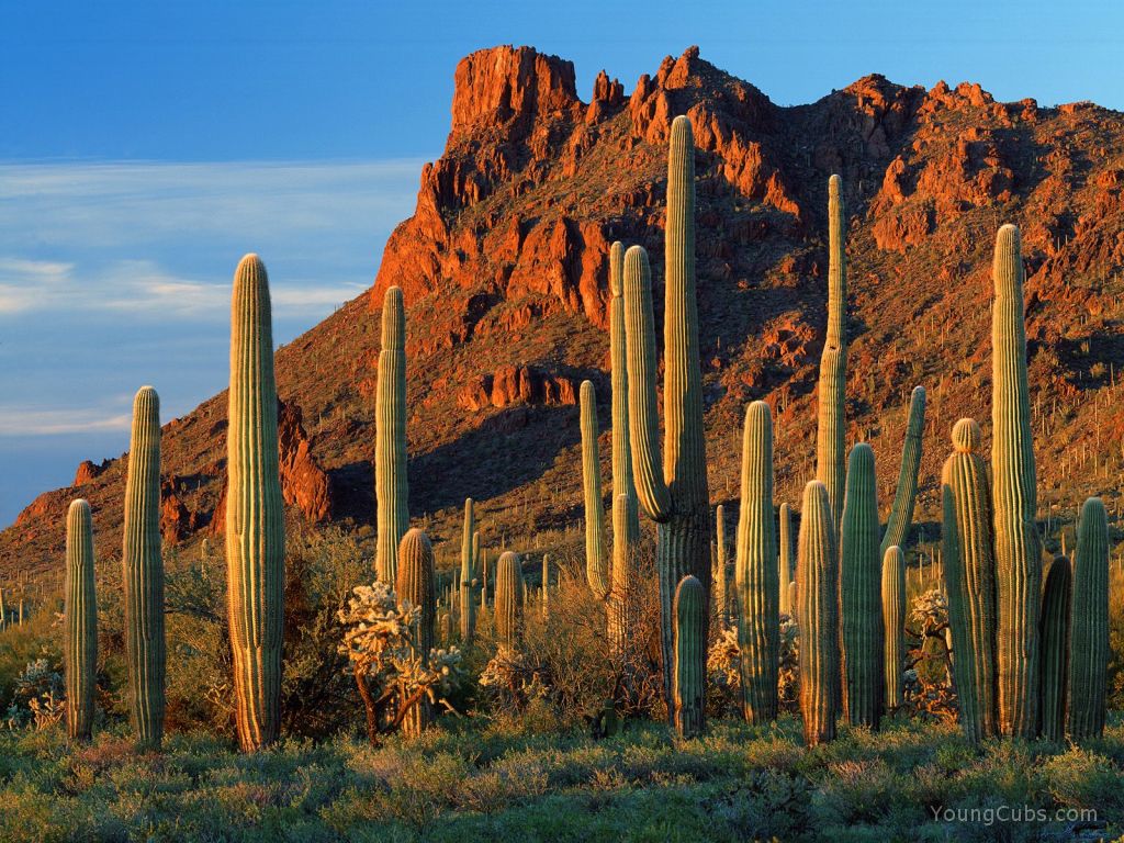 Alamo Canyon, Organ Pipe Cactus National Monument, Arizona